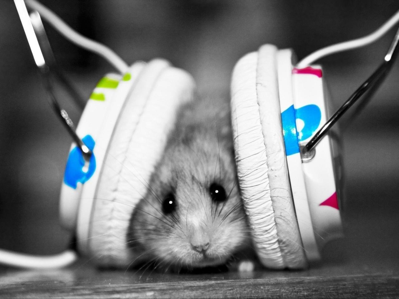Cute hamster with headphones