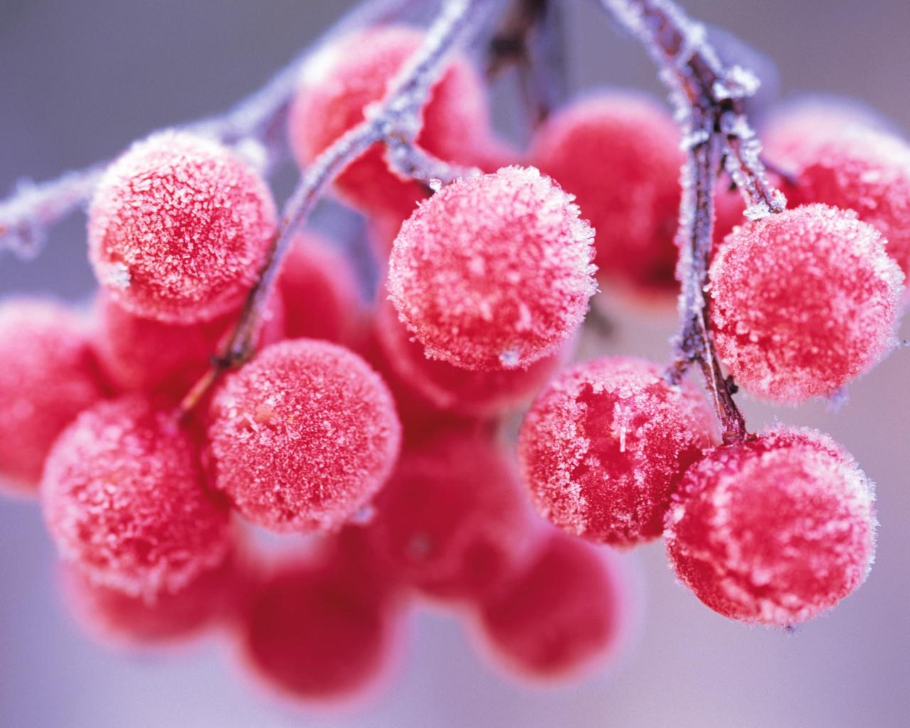 Frosted grapes