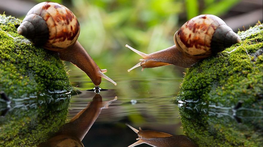 Refreshing (snails)
